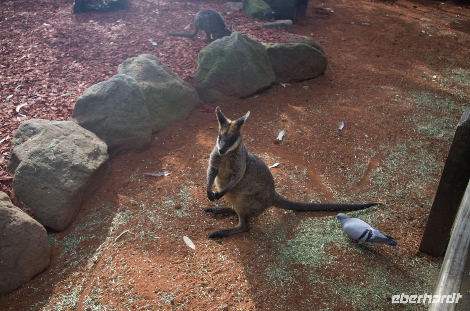 Blue Mountains und Featherdale Wildlife Park