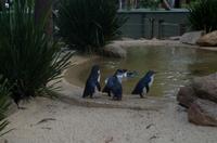 Blue Mountains und Featherdale Wildlife Park