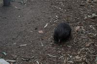 Blue Mountains und Featherdale Wildlife Park