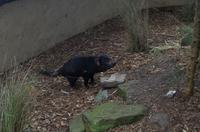 Blue Mountains und Featherdale Wildlife Park