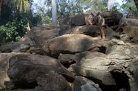 Blue Mountains und Featherdale Wildlife Park