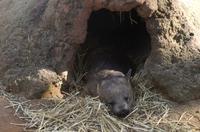 Blue Mountains und Featherdale Wildlife Park