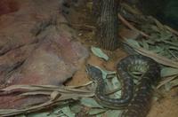 Blue Mountains und Featherdale Wildlife Park