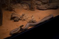 Blue Mountains und Featherdale Wildlife Park