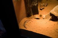 Blue Mountains und Featherdale Wildlife Park