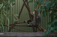 Blue Mountains und Featherdale Wildlife Park