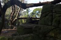 Blue Mountains und Featherdale Wildlife Park