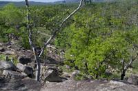 Kakadu-Nationalpark & Arnhemland-Safari