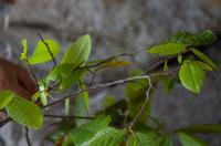 Kakadu-Nationalpark & Arnhemland-Safari