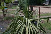 Kakadu-Nationalpark & Arnhemland-Safari