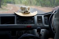 Kakadu-Nationalpark & Arnhemland-Safari