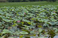 Kakadu-Nationalpark & Arnhemland-Safari