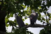 Kakadu-Nationalpark & Arnhemland-Safari