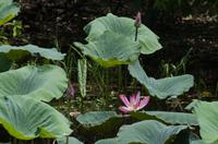 Kakadu-Nationalpark & Arnhemland-Safari