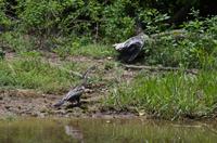 Kakadu-Nationalpark & Arnhemland-Safari