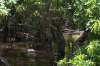 Kakadu-Nationalpark & Arnhemland-Safari