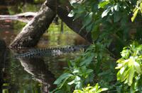 Kakadu-Nationalpark & Arnhemland-Safari