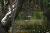 Kakadu-Nationalpark & Arnhemland-Safari