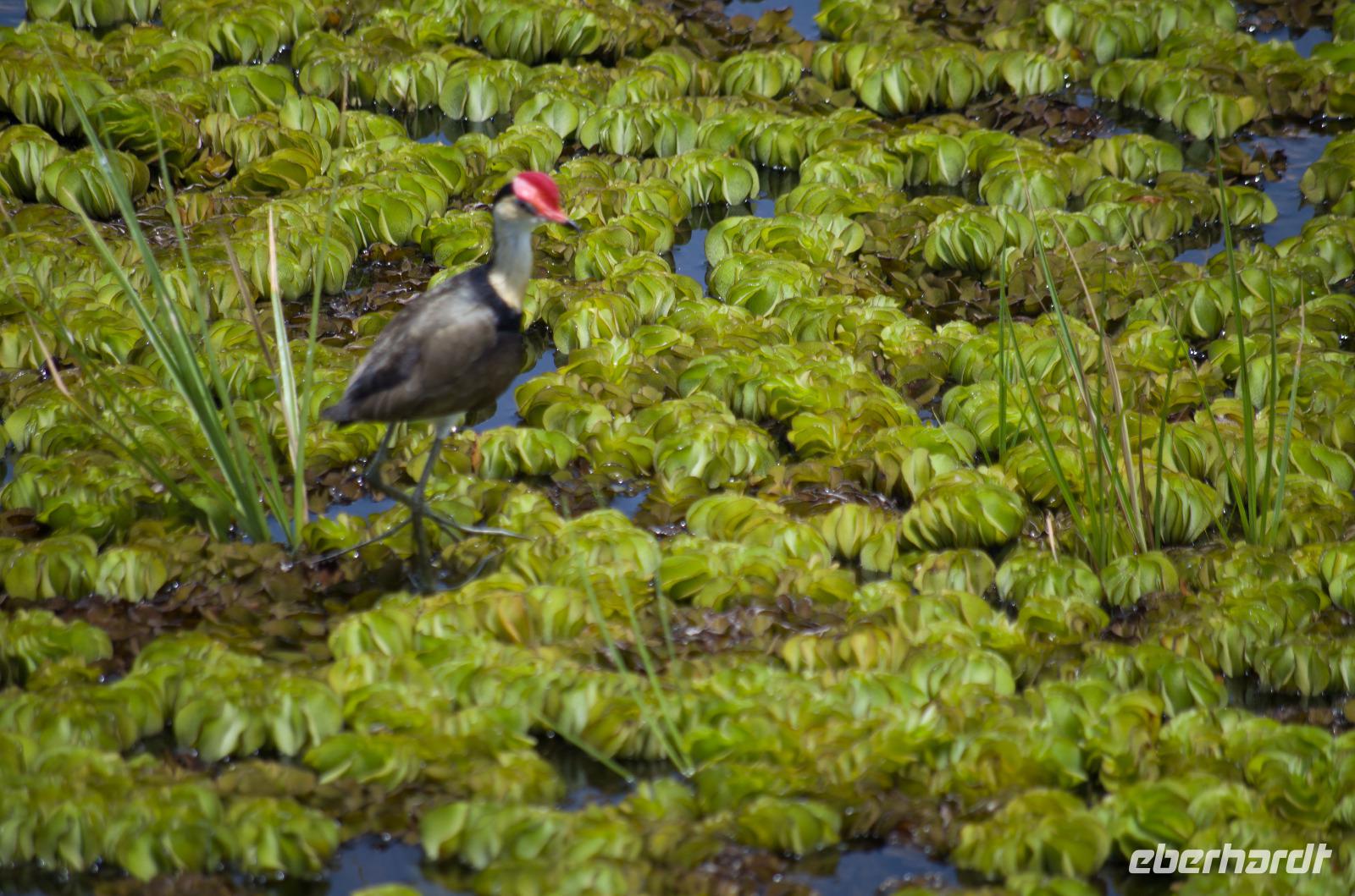 Kakadu-Nationalpark & Arnhemland-Safari