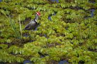 Kakadu-Nationalpark & Arnhemland-Safari