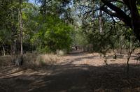 Kakadu-Nationalpark & Arnhemland-Safari