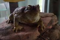 Kakadu-Nationalpark & Arnhemland-Safari