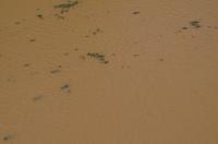 Regenwald-Seilbahn und Aboriginies