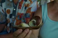 Regenwald-Seilbahn und Aboriginies