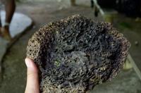 Regenwald-Seilbahn und Aboriginies