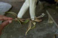 Regenwald-Seilbahn und Aboriginies