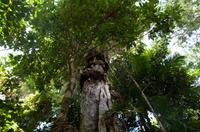 Regenwald-Seilbahn und Aboriginies