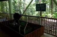 Regenwald-Seilbahn und Aboriginies