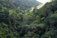 Regenwald-Seilbahn und Aboriginies