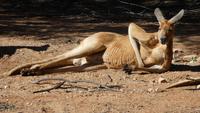 Sydney Wildlife Park Kangaroo