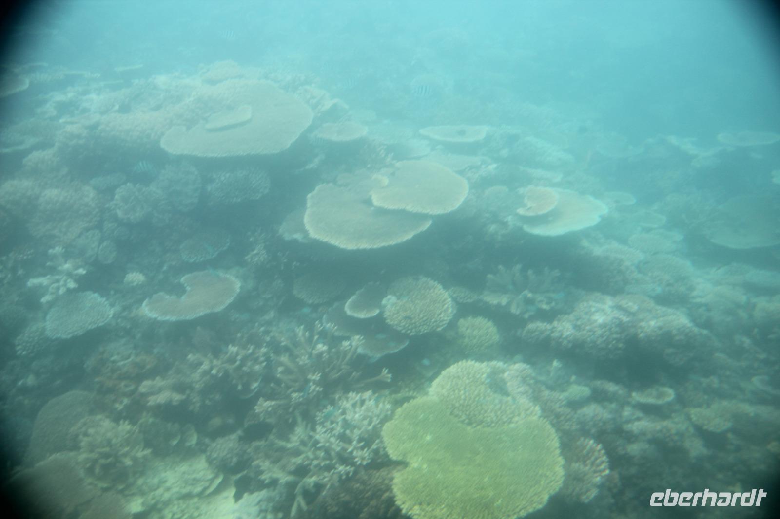 Ausflug zum Great Barrier Reef