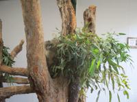 Featherdale Wildlife Park