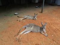 Featherdale Wildlife Park