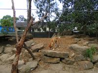 Featherdale Wildlife Park