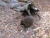 Featherdale Wildlife Park