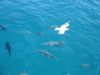 Ausflug zum Great Barrier Reef