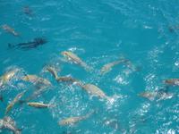 Ausflug zum Great Barrier Reef