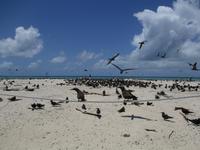 Ausflug zum Great Barrier Reef