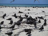 Ausflug zum Great Barrier Reef