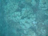 Ausflug zum Great Barrier Reef