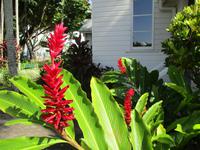 Tag im Daintree Nationalpark