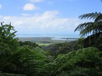 Tag im Daintree Nationalpark