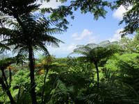 Tag im Daintree Nationalpark