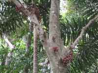 Tag im Daintree Nationalpark