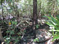 Tag im Daintree Nationalpark