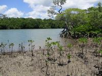 Tag im Daintree Nationalpark